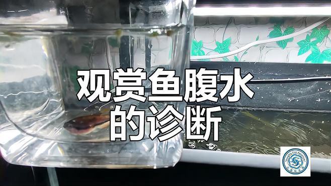 如何判斷金龍魚是否得了腹水病？