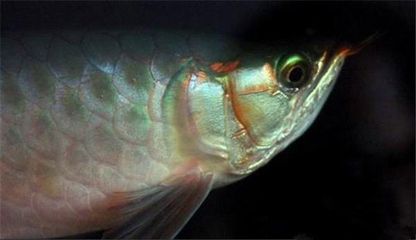 龍魚眼球有個小白點：龍魚眼球出現小白點可能是疾病的表現