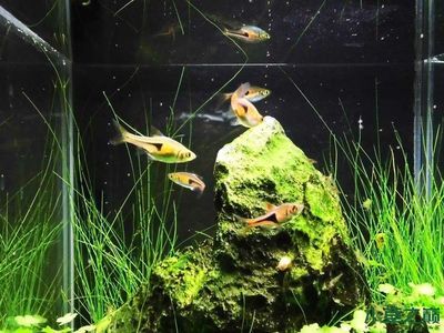 龍魚最小用多大缸：龍魚的飼養方法