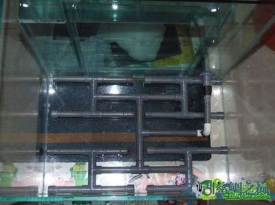 龍魚最小用多大缸：龍魚的飼養方法