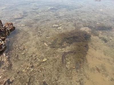 土龍魚是揚子鱷或稱作鼉(學名:alligatorsinensis)：土龍魚是揚子鱷或稱作鼉(學名:alligatorsinensis