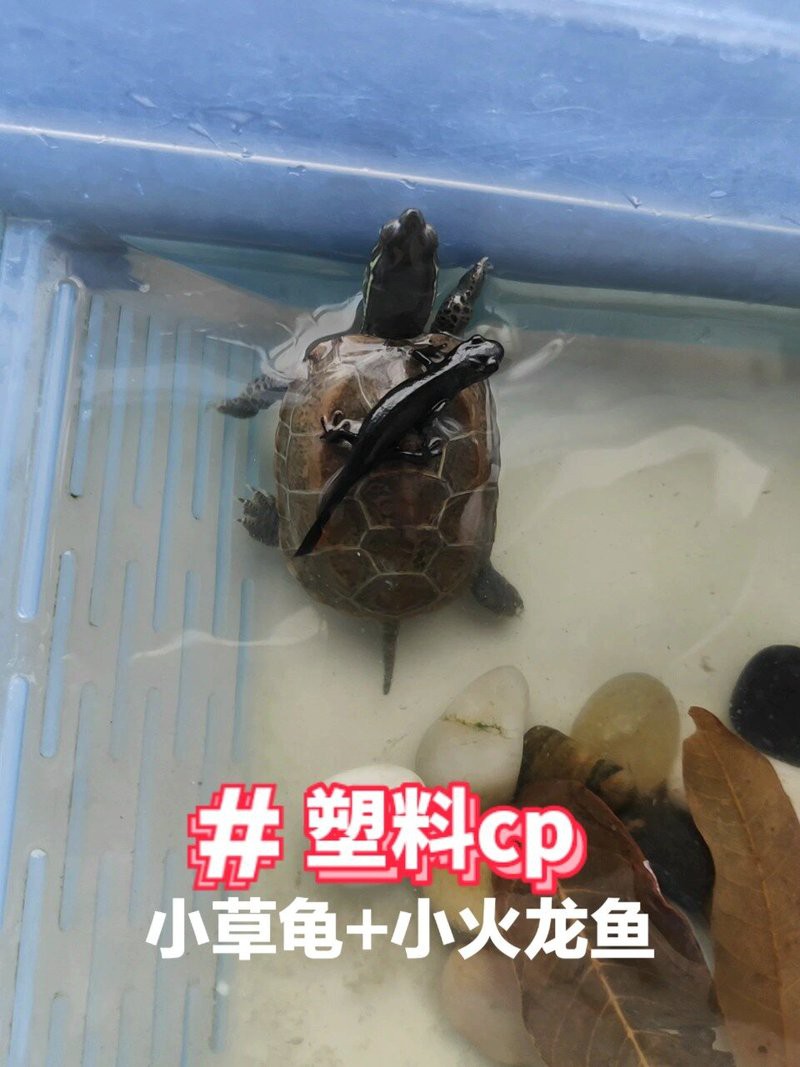 火龍魚和龜混養(yǎng)