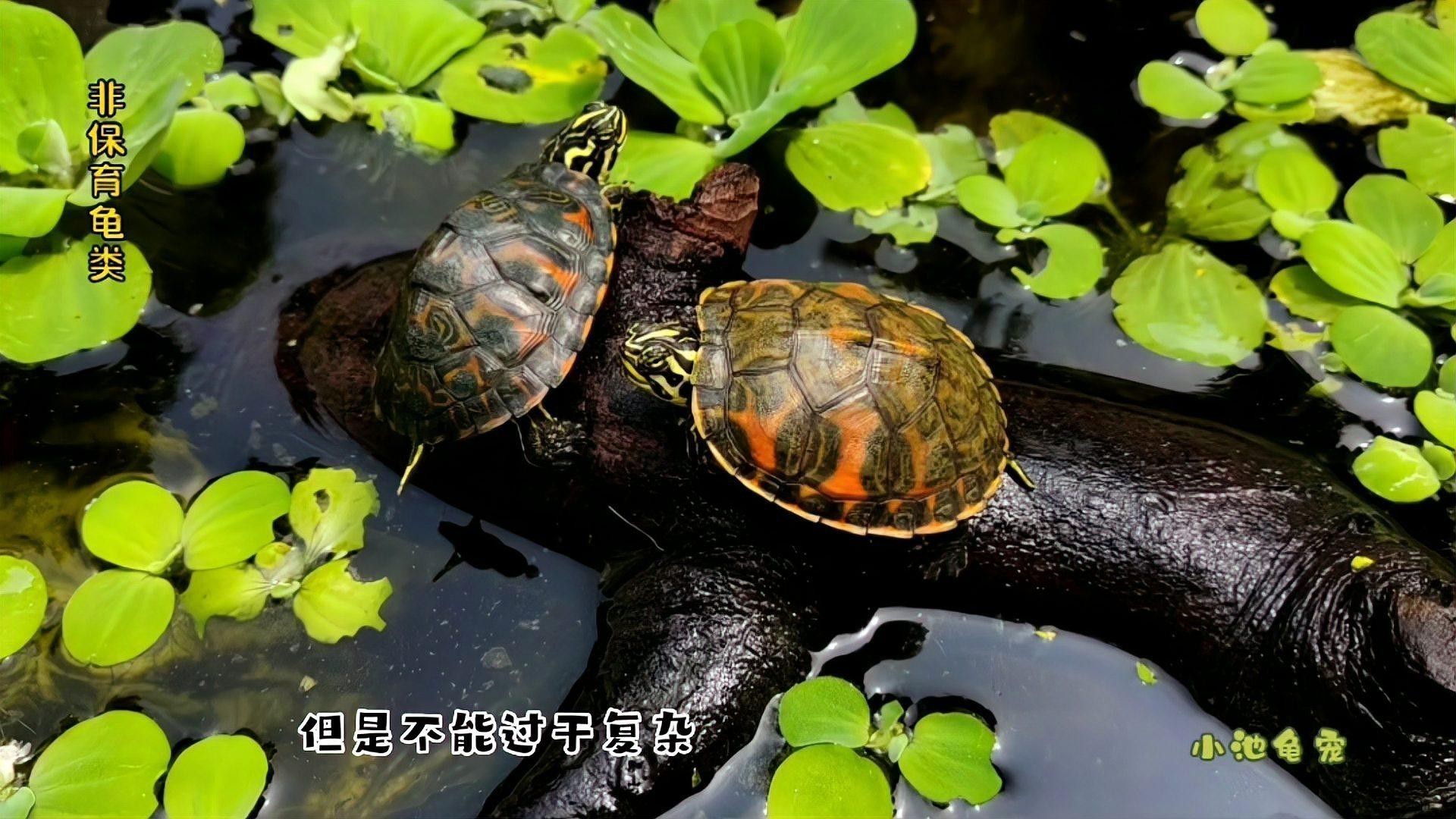 火龍魚和龜混養(yǎng)
