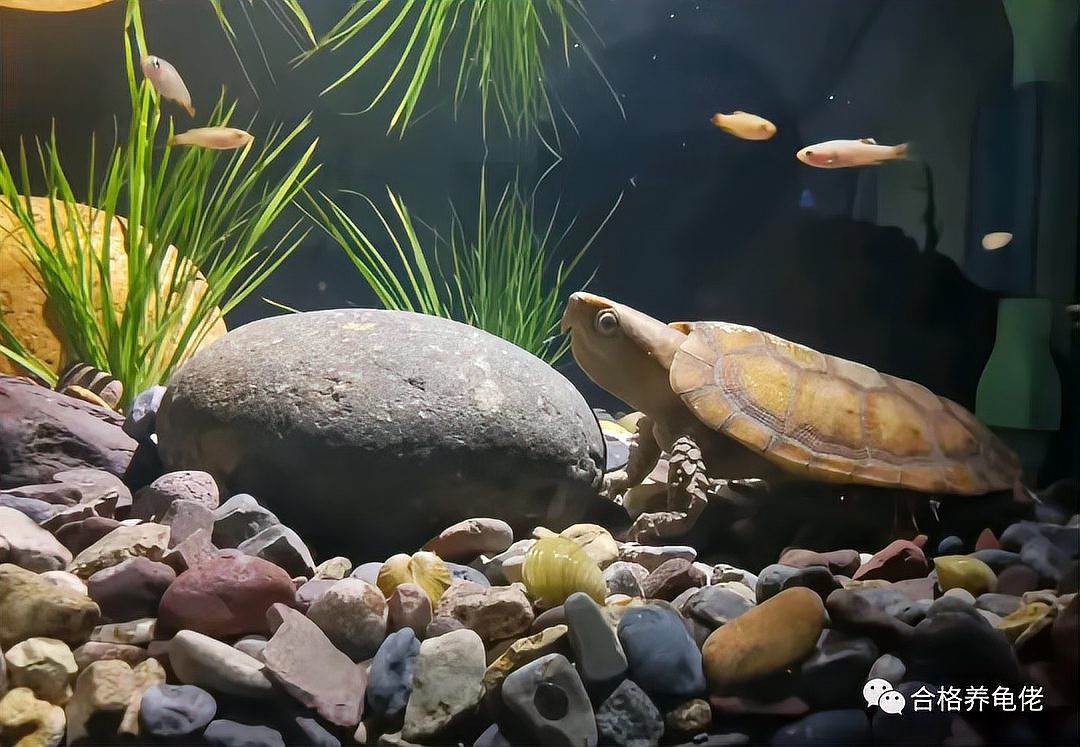 火龍魚和龜混養(yǎng)