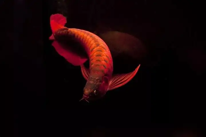 做夢都想養的觀賞魚，每一條都貴得離譜