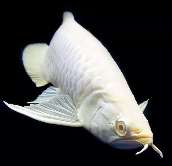 做夢都想養的觀賞魚，每一條都貴得離譜