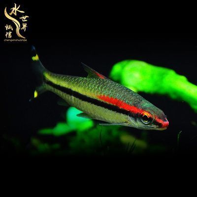 龍魚一眉道人混養：龍魚與一眉道人混養的最佳條件和實踐方法和實踐方法