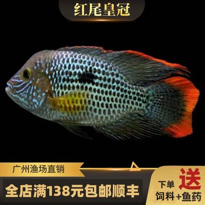 銀龍魚和皇冠魚能在一起養(yǎng)嗎（銀龍魚和皇冠魚可以混養(yǎng)嗎？）