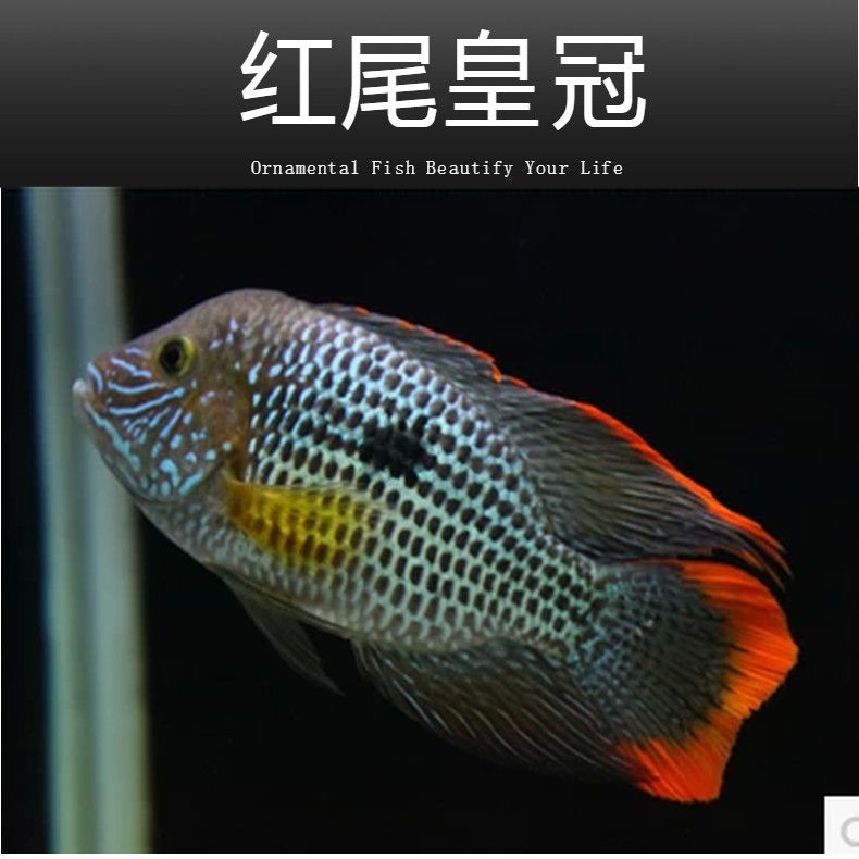 銀龍魚和皇冠魚能在一起養(yǎng)嗎（銀龍魚和皇冠魚可以混養(yǎng)嗎？）