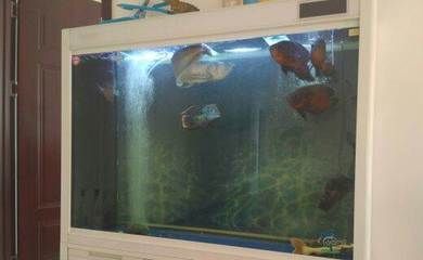 銀龍魚和皇冠魚能在一起養(yǎng)嗎（銀龍魚和皇冠魚可以混養(yǎng)嗎？）