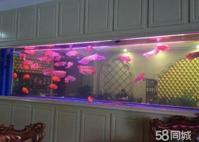 龍魚缸里放什么清潔魚，適合放在龍魚缸中的清潔魚