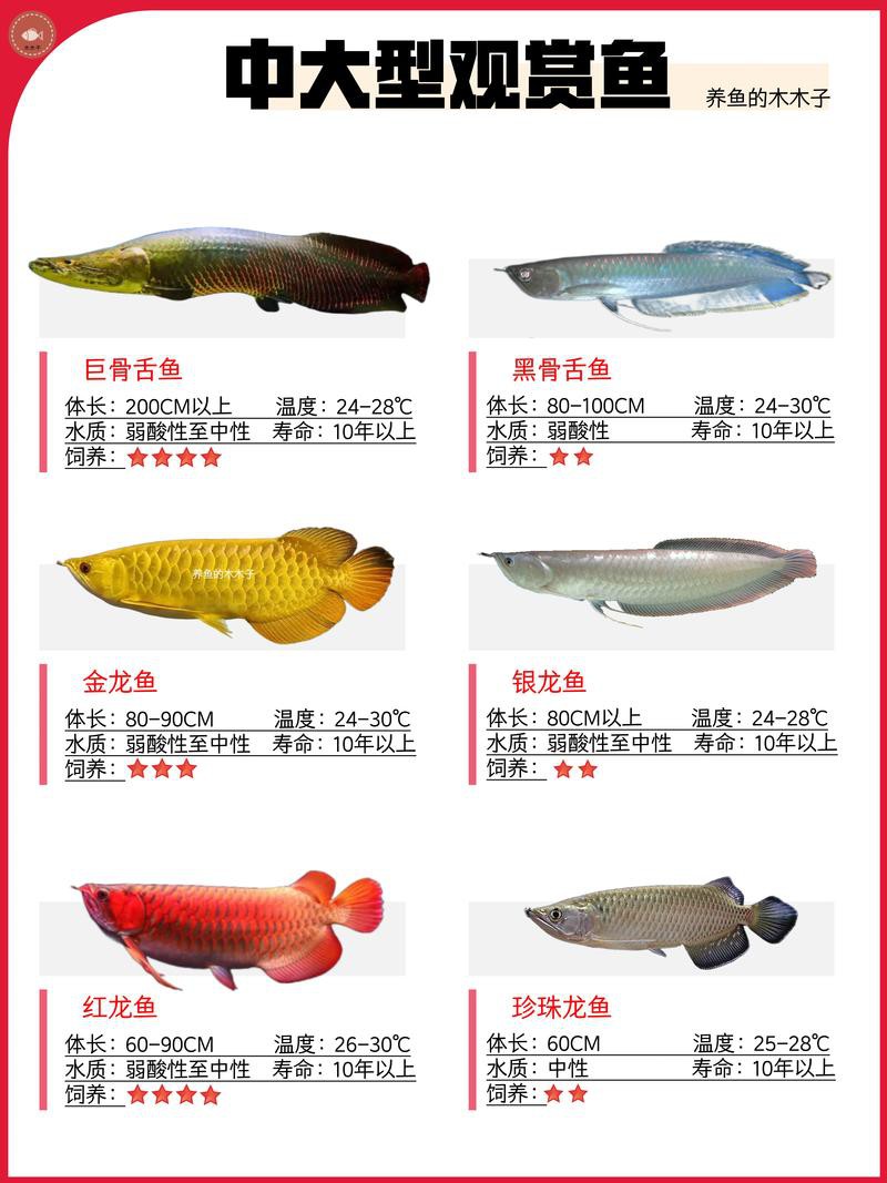 金龍魚有沒有高背養到過背的呢圖片視頻