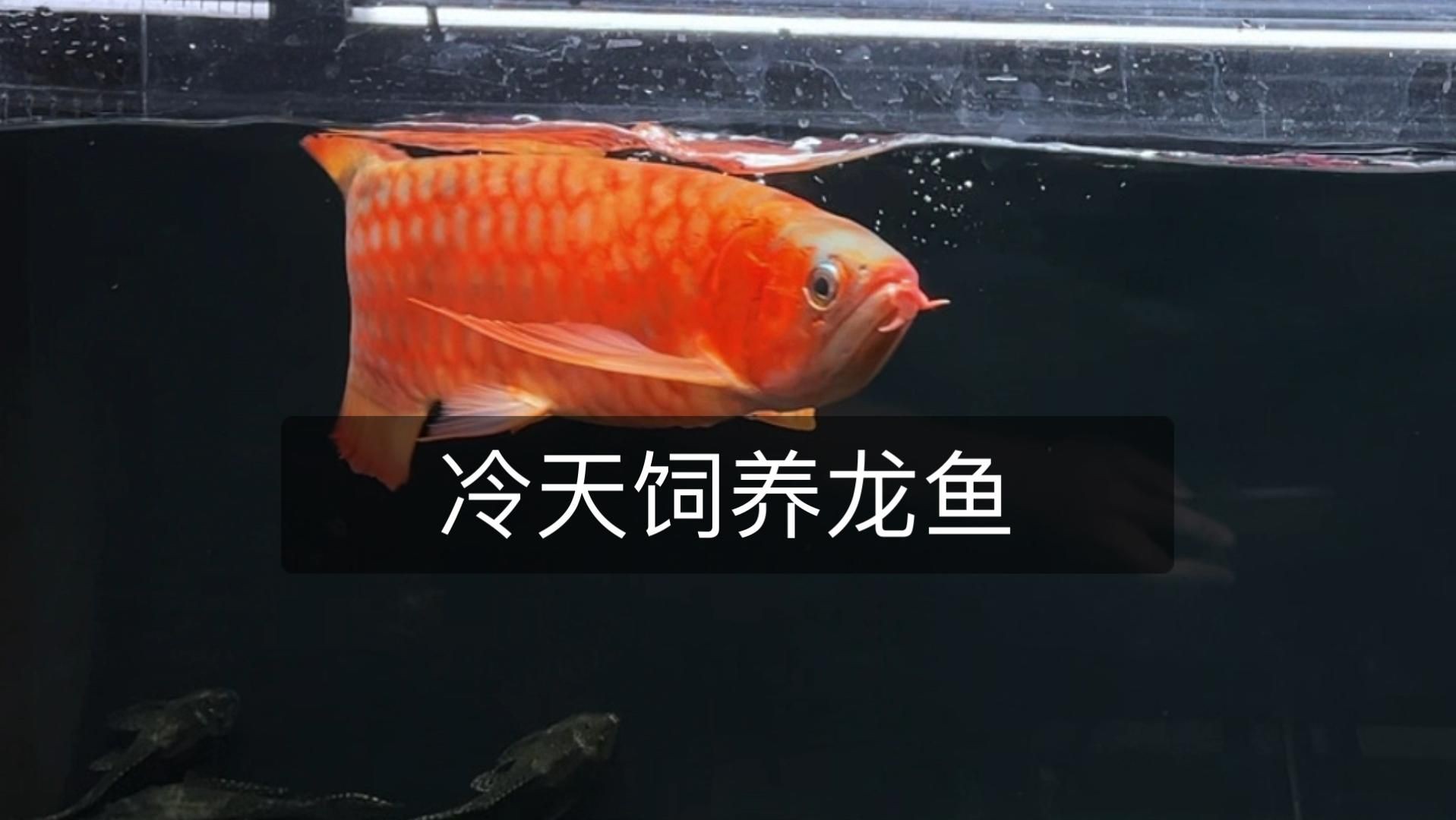 龍魚最忌諱三樣東西