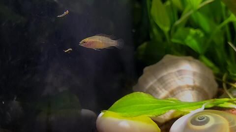 火焰變色龍魚(yú)養(yǎng)多少條合適：火焰變色龍魚(yú)養(yǎng)多少條合適與其他魚(yú)類(lèi)混養(yǎng)的魚(yú)類(lèi)混養(yǎng)