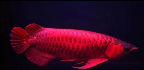 龍魚燈光譜：正確的龍魚燈光譜對于龍魚的發色和成長有著重要的作用 龍魚燈光譜：正確的龍魚燈光譜對于龍魚的發色和成長有著重要的作用 龍魚百科 第2張