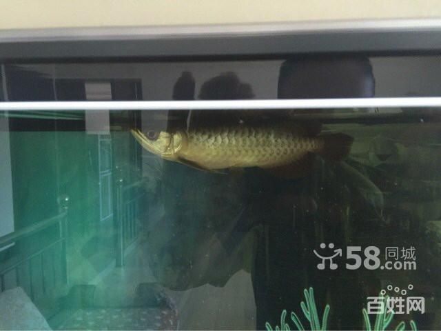 帝王紅龍魚的養護方法：帝王紅龍魚品質好不好養活帝王紅龍魚品質好不好養活