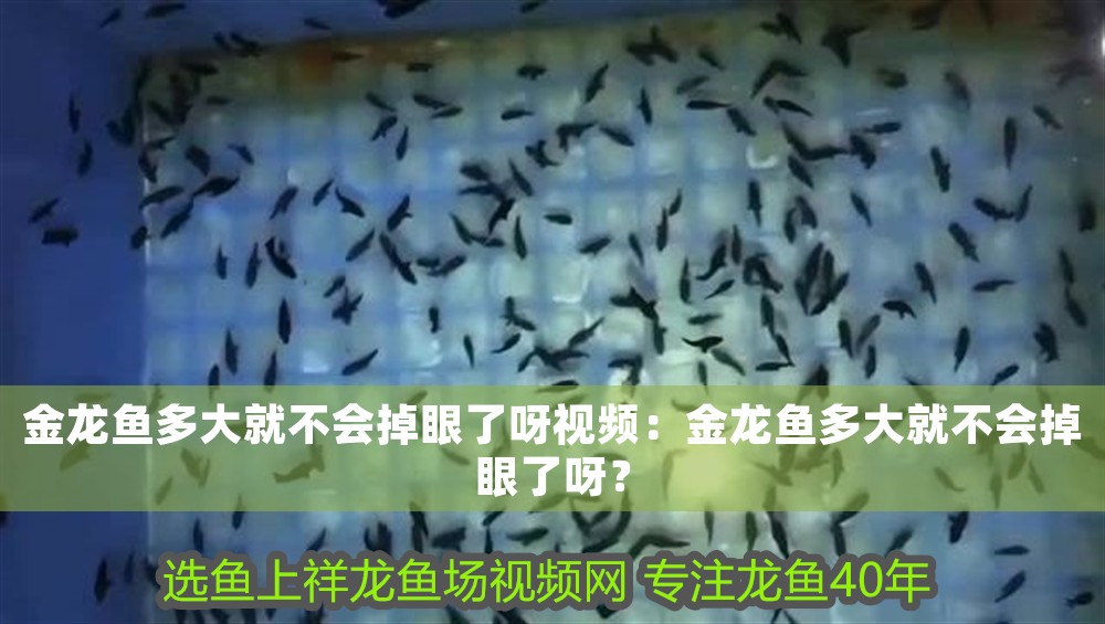 金龍魚多大就不會掉眼了呀視頻：金龍魚多大就不會掉眼了呀？
