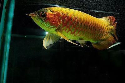 龍魚價值排行，根據搜索結果得出的一些龍魚品種價值排行