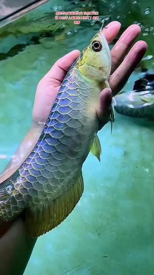 藍底金龍魚用什么燈好看些呢