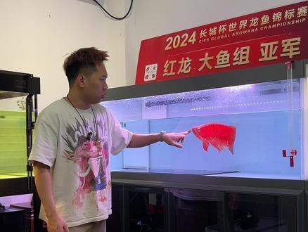 藍底金龍魚用什么燈好看些呢