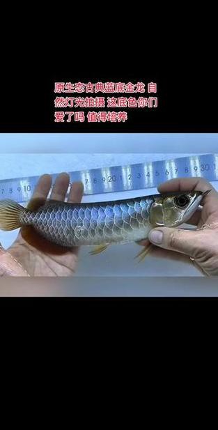 藍底金龍魚用什么燈好看些呢
