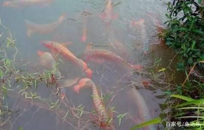 養龍魚水里需要加鹽嗎為什么：養殖龍魚時，一般不需要在水里加鹽，這個問題并不是絕對的