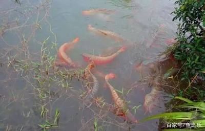 養龍魚水里需要加鹽嗎為什么：養殖龍魚時，一般不需要在水里加鹽，這個問題并不是絕對的