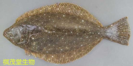 泰國鯽魚和龍魚混養嗎圖片：泰國鯽魚和龍魚混養，可行性與注意事項