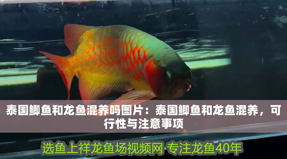 泰國鯽魚和龍魚混養嗎圖片：泰國鯽魚和龍魚混養，可行性與注意事項