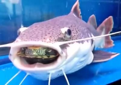 龍魚與汗鯊混養(yǎng)的可能性（龍魚與汗鯊混養(yǎng)的注意事項(xiàng)）