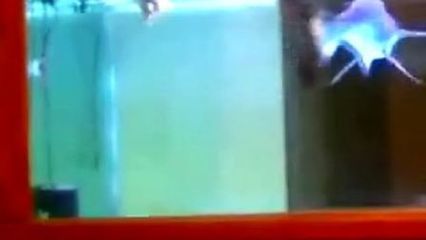 龍魚與汗鯊混養(yǎng)的可能性（龍魚與汗鯊混養(yǎng)的注意事項(xiàng)）