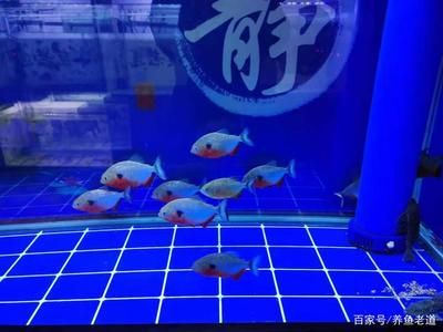 龍魚與汗鯊混養(yǎng)的可能性（龍魚與汗鯊混養(yǎng)的注意事項(xiàng)）