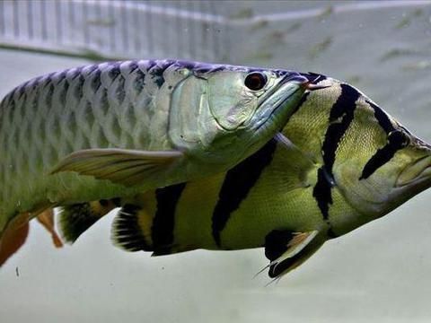 龍魚(yú)混養(yǎng)的最好搭配：適合與龍魚(yú)混養(yǎng)的魚(yú)種及其搭配詳情