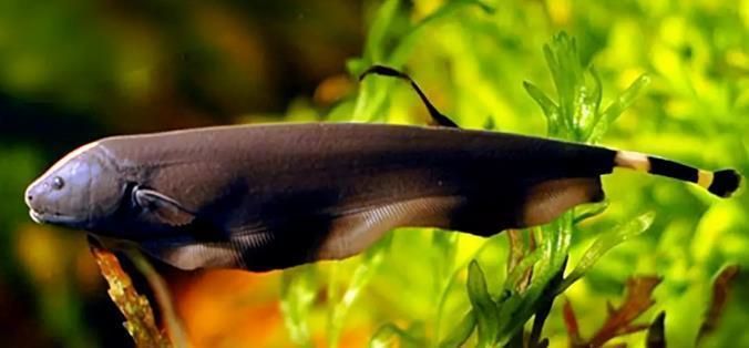 龍魚(yú)混養(yǎng)的最好搭配：適合與龍魚(yú)混養(yǎng)的魚(yú)種及其搭配詳情