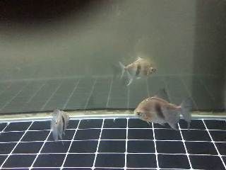 銀版魚混養常見疾病預防：銀版魚混養水質管理技巧