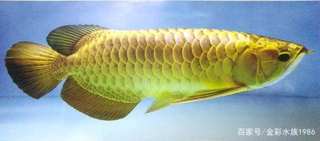 馬來西亞活體賽級金龍魚