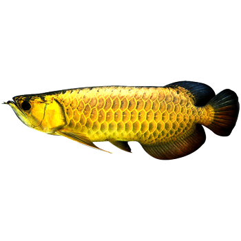 馬來西亞活體賽級金龍魚