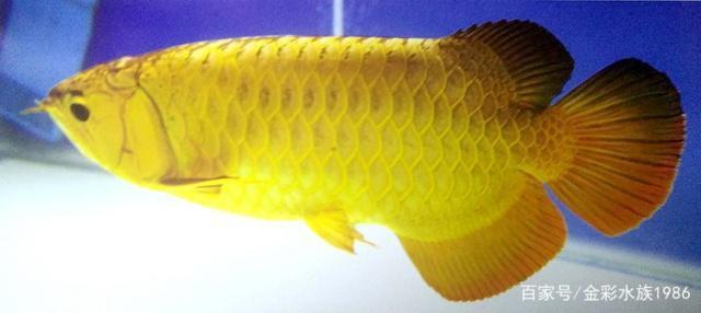 馬來西亞活體賽級金龍魚