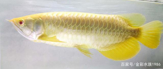 馬來西亞活體賽級金龍魚