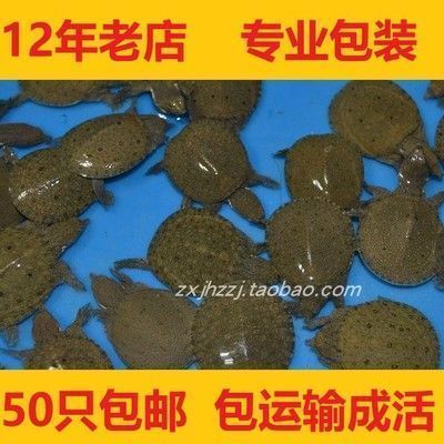 龍魚飼料哪種好養(yǎng)活一點(diǎn)：龍魚專用飼料品牌推薦