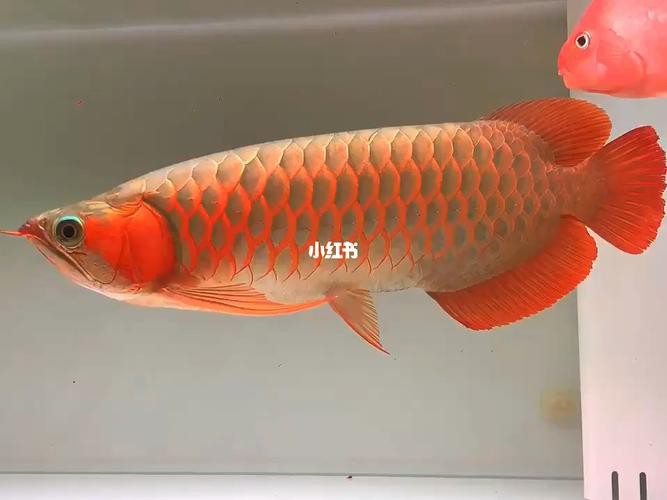 紅龍魚圖片大全大圖霸氣高清壁紙