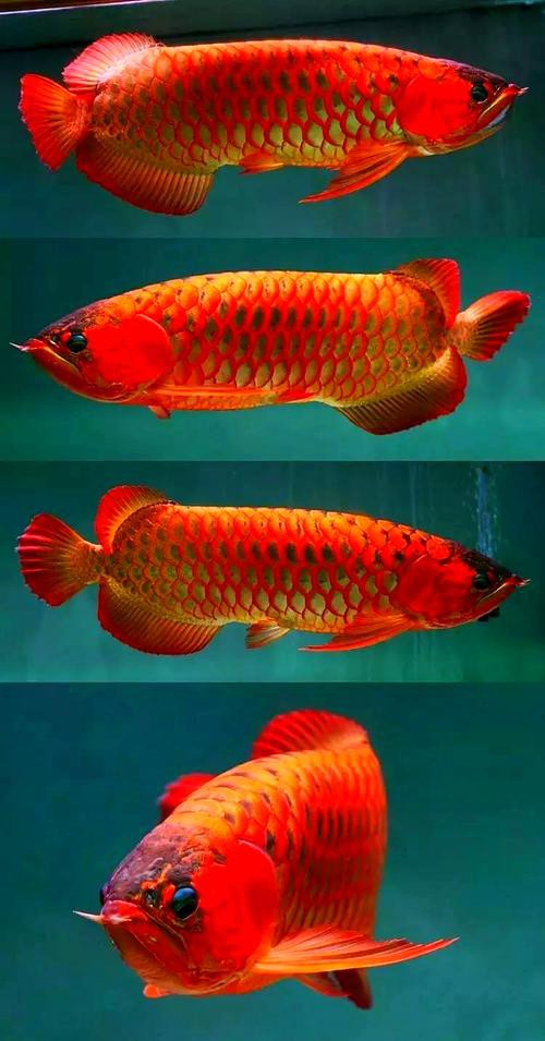 紅龍魚圖片大全大圖霸氣高清壁紙