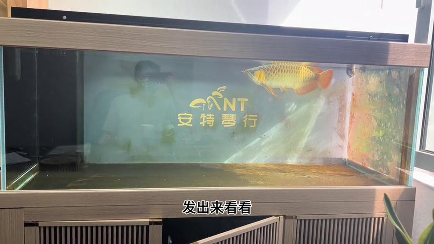 紅龍魚圖片大全大圖霸氣高清壁紙