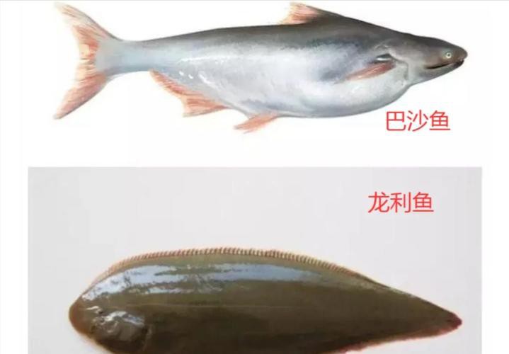 怎樣區分龍利魚和巴沙魚？