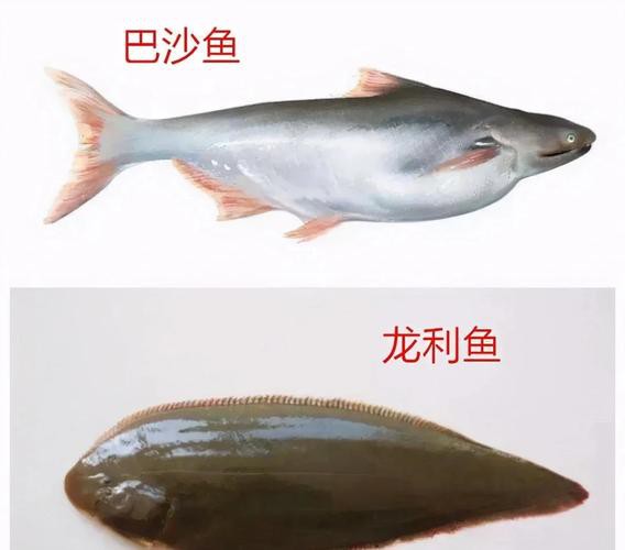 怎樣區分龍利魚和巴沙魚？