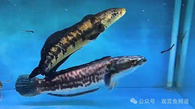 雷龍魚vs鉛筆魚
