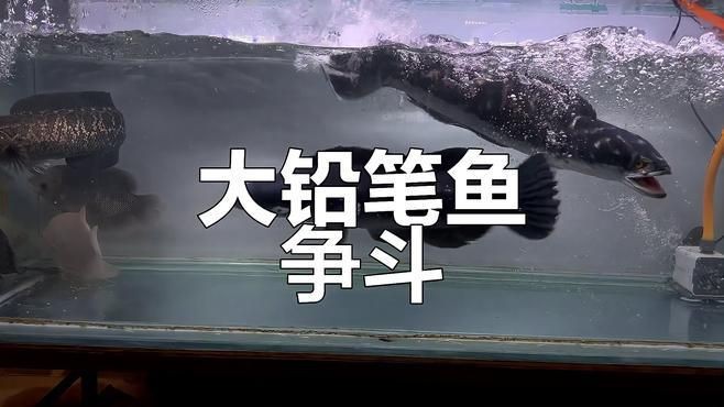 雷龍魚vs鉛筆魚