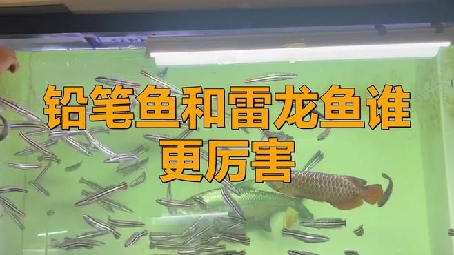 雷龍魚vs鉛筆魚