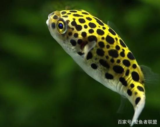 潛水艇魚繁殖期如何控制水質？，潛水艇魚繁殖期水流控制技巧
