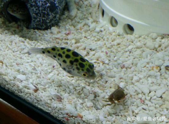 潛水艇魚繁殖期如何控制水質？，潛水艇魚繁殖期水流控制技巧